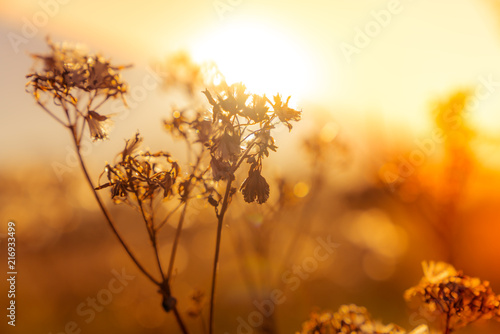 Fototapeta Naklejka Na Ścianę i Meble -  Wildflower plants on autumn meadow. Selective focus with bokeh