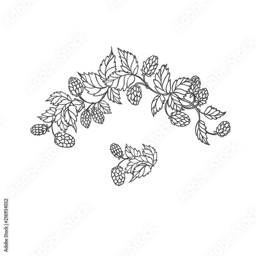 Vector sketch branch of hops. Symbol brewing and main component in preparation beer. Isolated black white outline illustration.