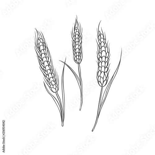 Wheaten spike cereal crop. Black vector sketch hand drawn illustration isolated on white background.