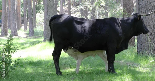 Little white calf sucking a black cow on a green grass meadow, in a forest of Canencia mountain, near Madrid, Spain, Europe. 4k video. 

