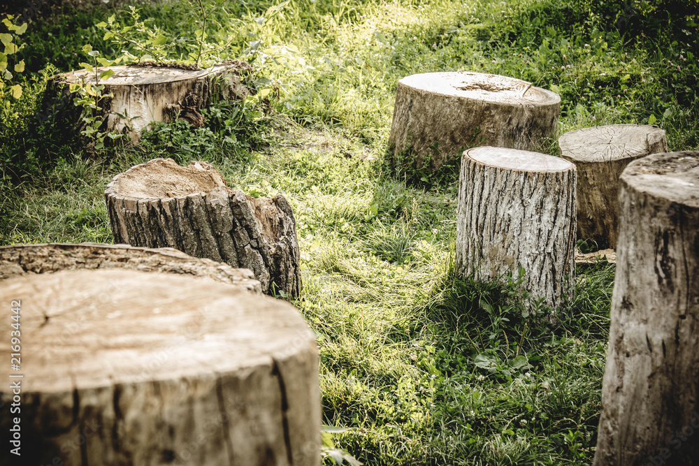 Closeup tree stumps among a forest, high resolution Closeup tree stumps among a forest, high resolution