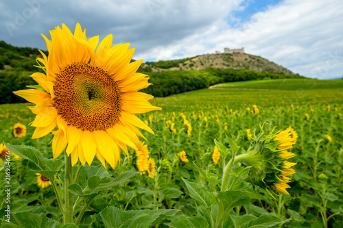 Sunflower Detail Overlooking the Ruins of the Old Castle