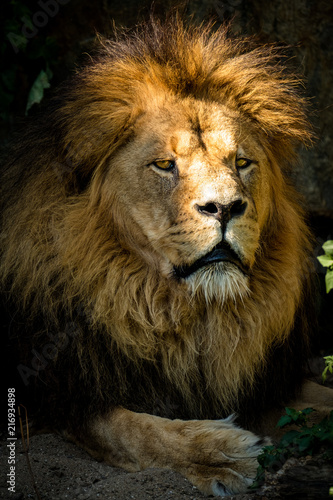 Fototapeta Naklejka Na Ścianę i Meble -  Majestätischer Löwe liegt im Schatten