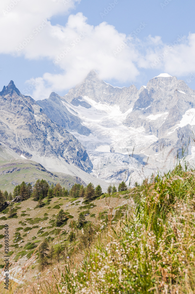 Zermatt, Findeln, Sunnegga, Wanderweg, Bergwiesen, Bergblumen, Zinalrothorn, Wellenkuppe, Ober Gabelhorn, Gletscher, Wallis, Alpen, Sommer, Schweiz