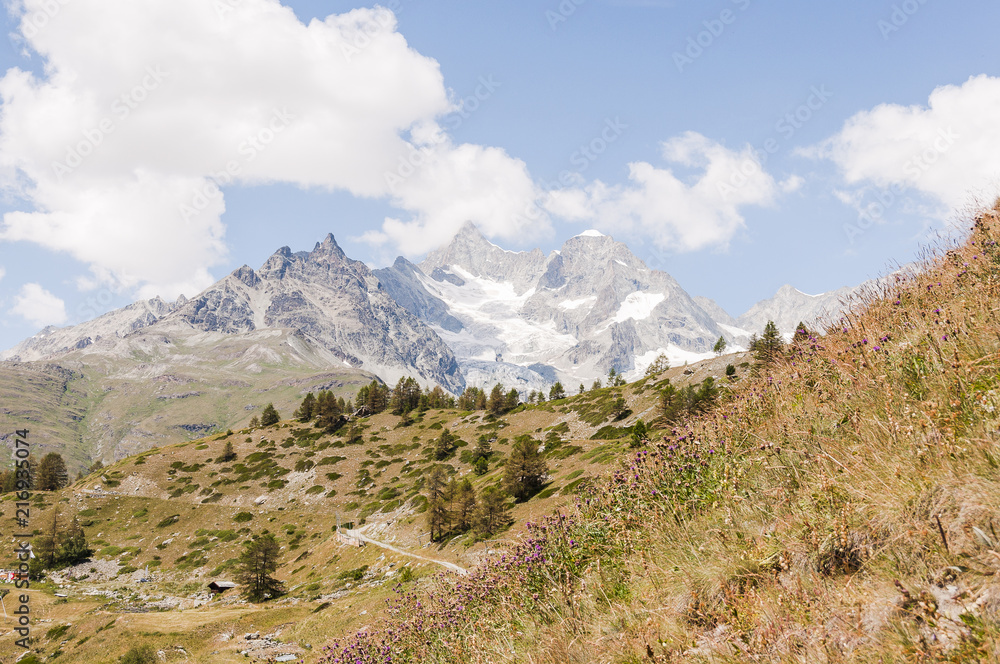 Zermatt, Findeln, Sunnegga, Wanderweg, Wallis, Alpen, Bergwiesen, Bergblumen, Gletscher, Zinalrothorn, Ober Gabelhorn, Walliser Berge, Sommer, Schweiz