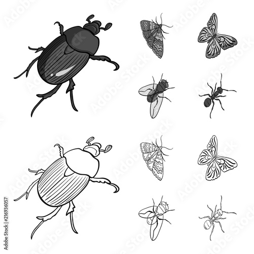 Arthropods insect beetle, moth, butterfly, fly. Insects set collection icons in outline,monochrome style vector symbol stock isometric illustration web.
