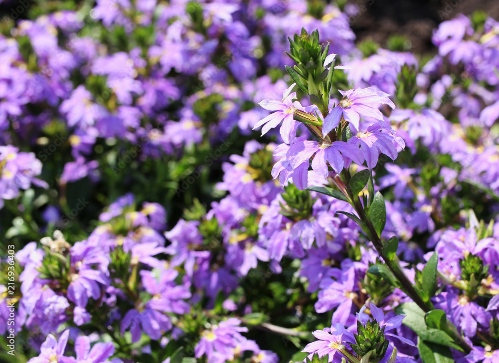 Beautiful violet blossoms from close-up. 