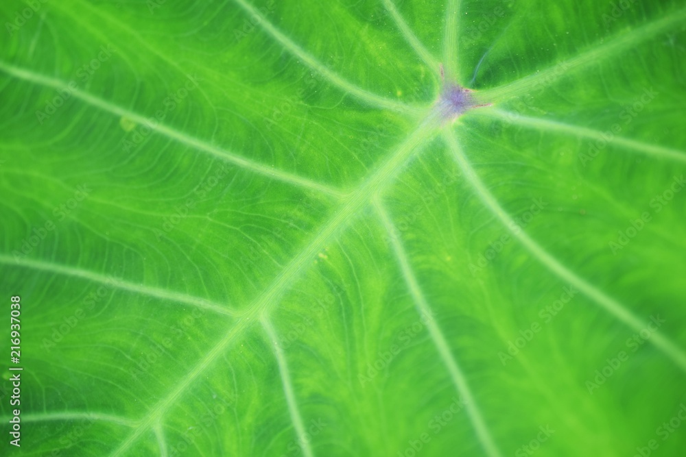 close up on green leaf texture background close up on green leaf texture background