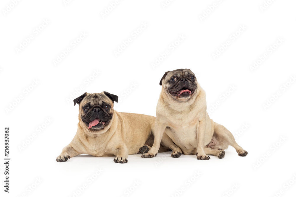 two pug dogs portrait two pug dogs portrait