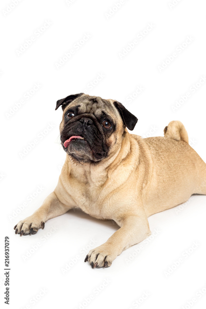 pug dog portrait