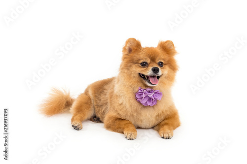 pomeranian dog with a little bow