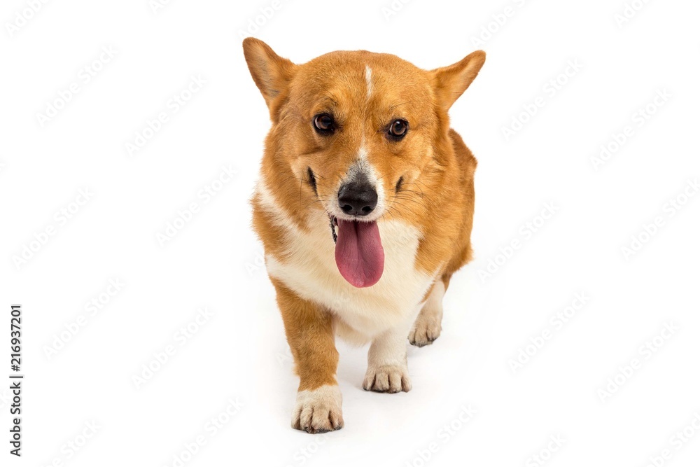 golden corgi dog walking golden corgi dog walking