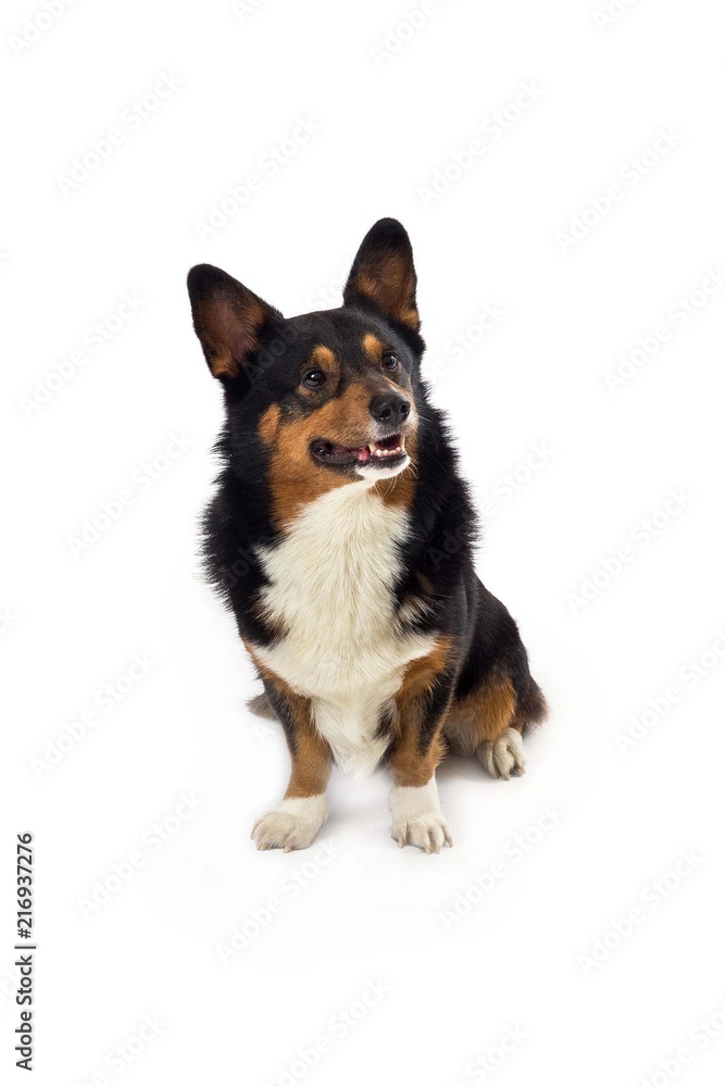 corgi sitting and focused corgi sitting and focused