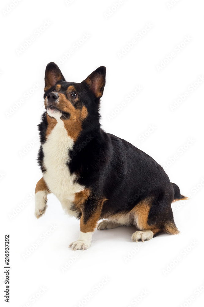 corgi sitting and focused corgi sitting and focused