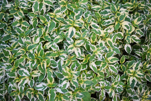 close up image of benjamina ficus green leaves nature background
