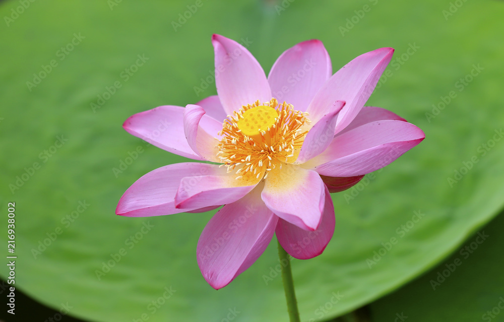 The lotus is in full bloom in the pond The lotus is in full bloom in the pond