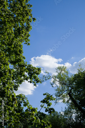 Summer park  view. Blue sky with white clouds