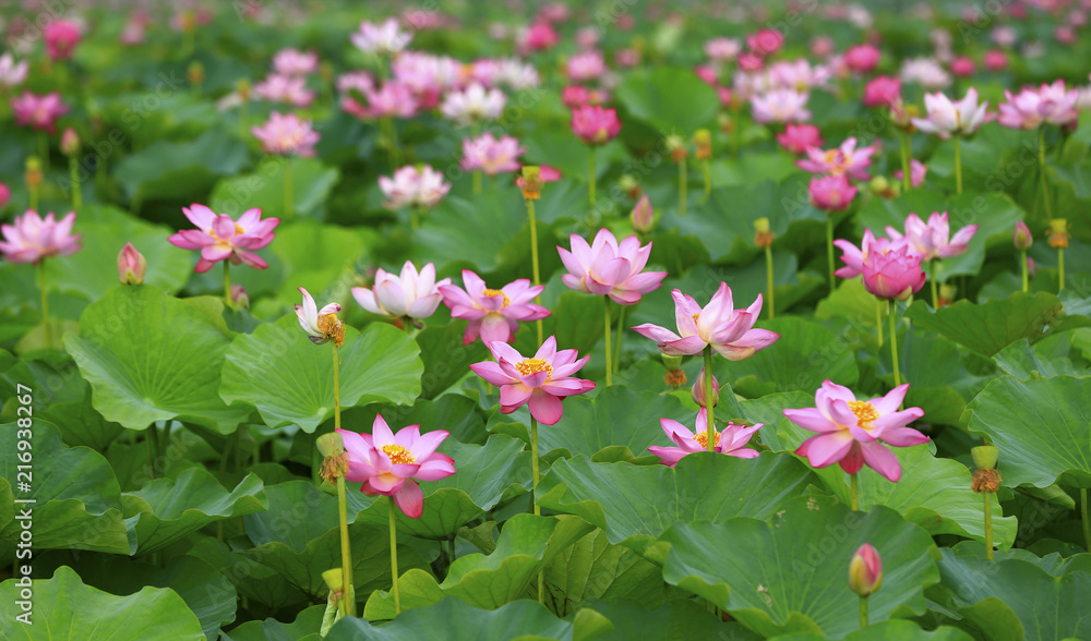 Obraz premium The lotus is in full bloom in the pond