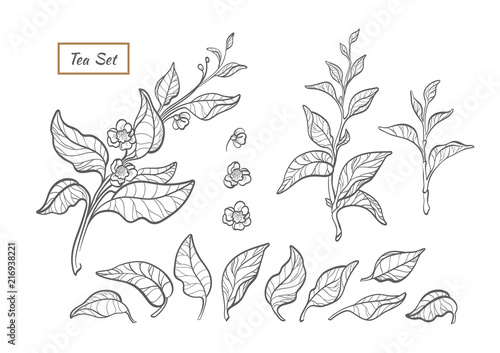 Vector nature set. Art line design of tea tree, bush