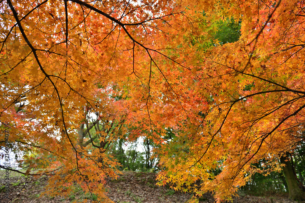 きれいに染まったモミジの紅葉