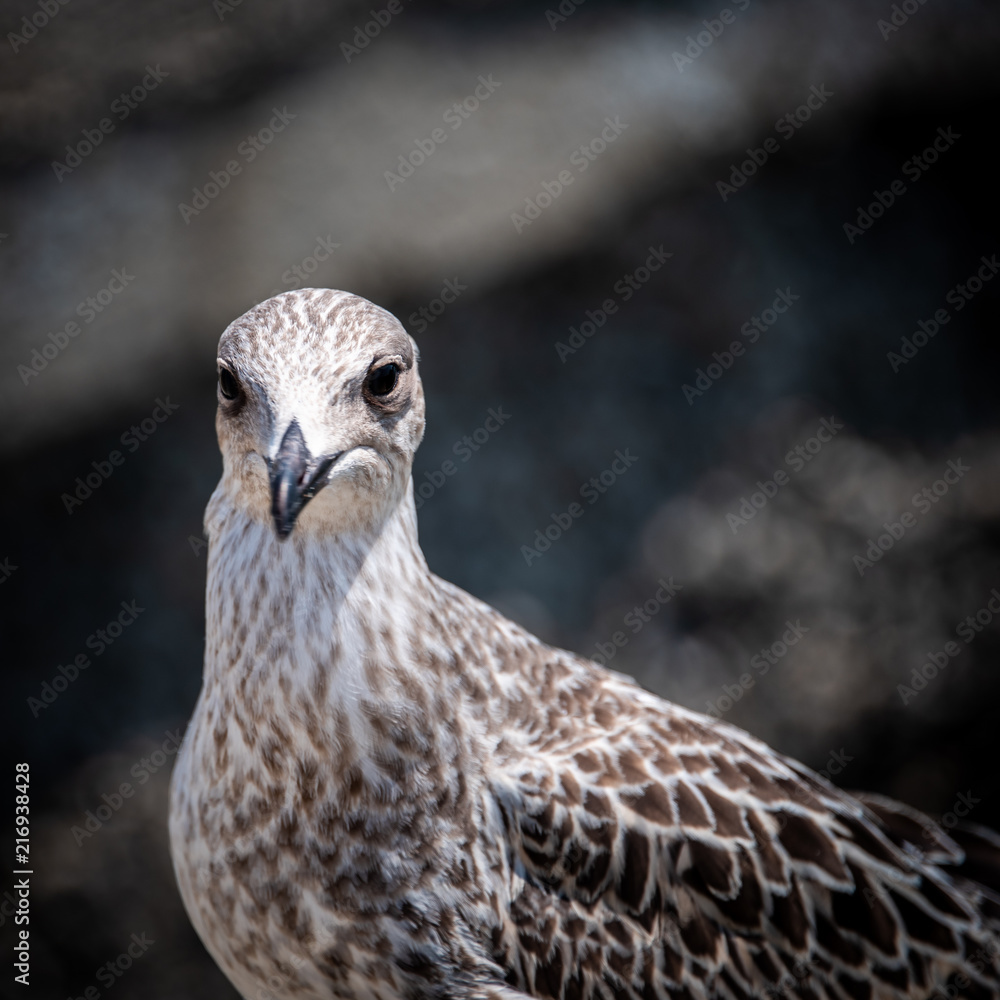 Fototapeta premium Portrait of a Seagull