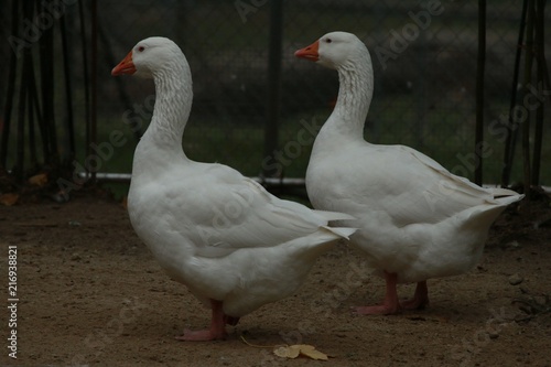 Deux canards au bord d'un étang