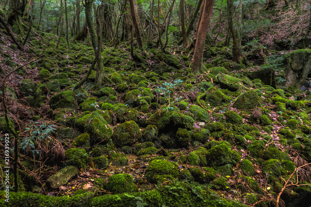 Ancient Forest #3