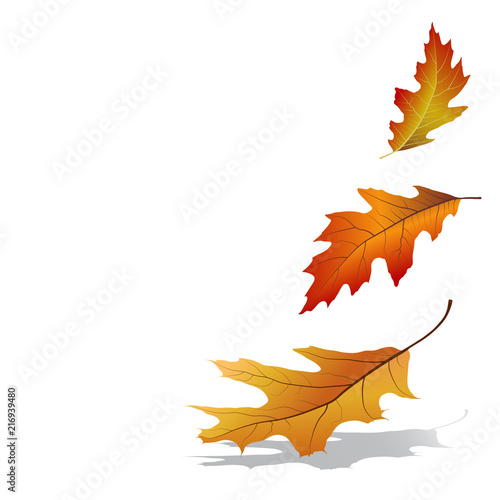 Autumn leaves falling. Colorful oak tree leaves isolated on white background. Vector illustration
