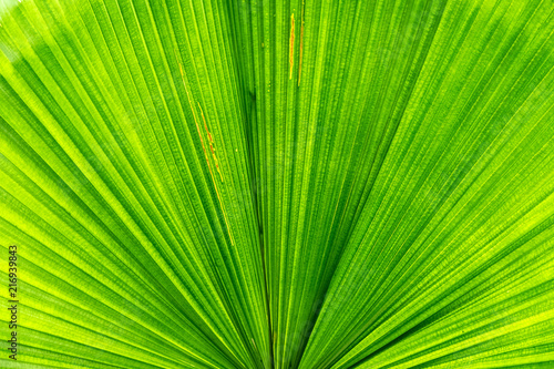 Close-up green leaf of palm tree texture