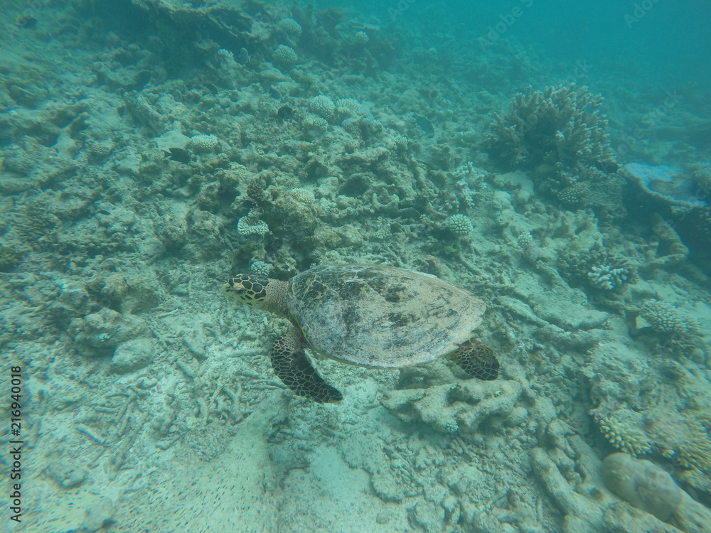 Obraz premium Green turtle, Ari Atoll, Maldives