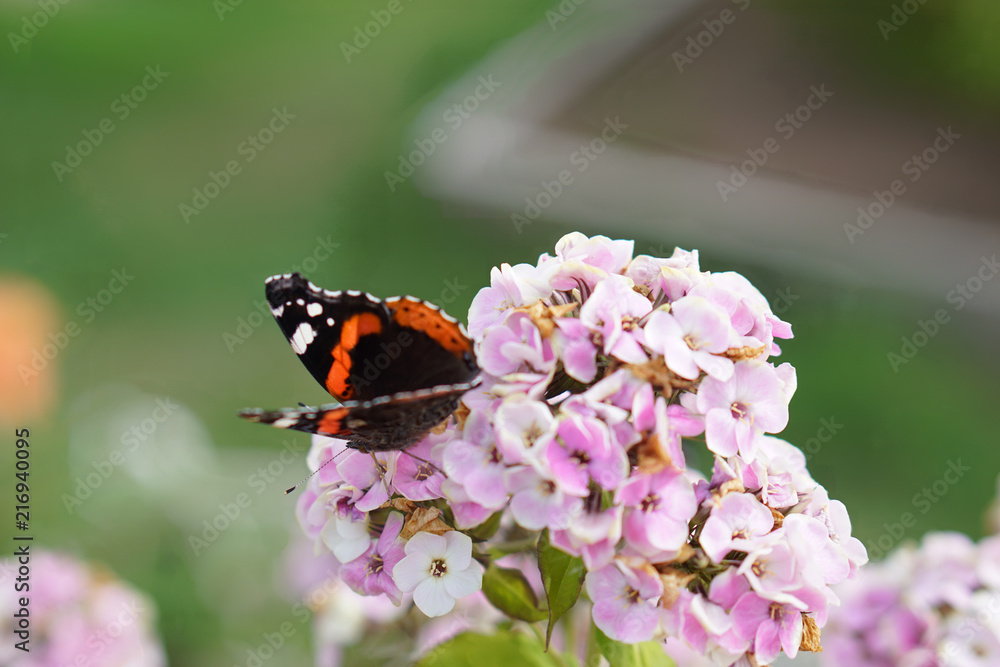 Butterfly drinks nectar from a flower Butterfly drinks nectar from a flower