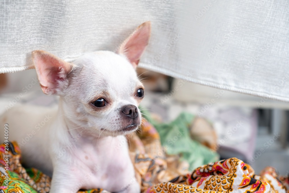 White small Chihuahua puppy sitting and looking