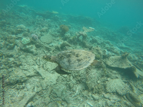 Green turtle  Ari Atoll  Maldives