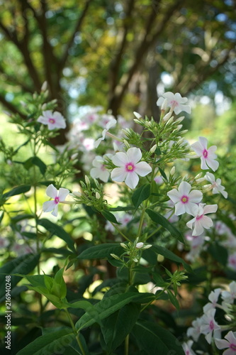 Bush of small white flowers with pink insides