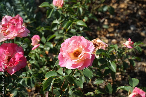 Light pink rose on a bush of roses 