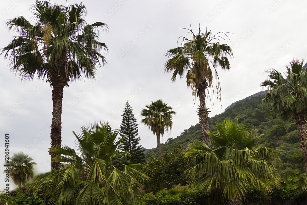 Palm trees on the mountainside