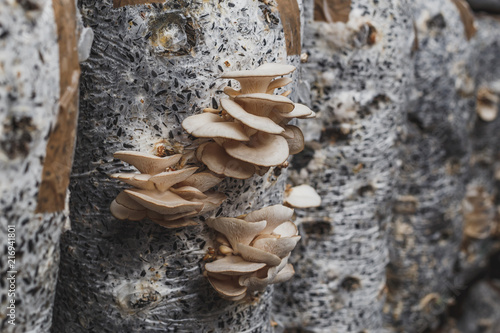 Organic plantation farm business. Oyster mushrooms growing on bags