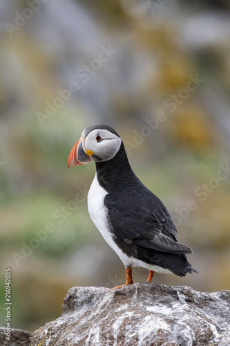 Atlantic Puffins (Fratercula arctica), standing on the cliff at Isle of May © popovj2