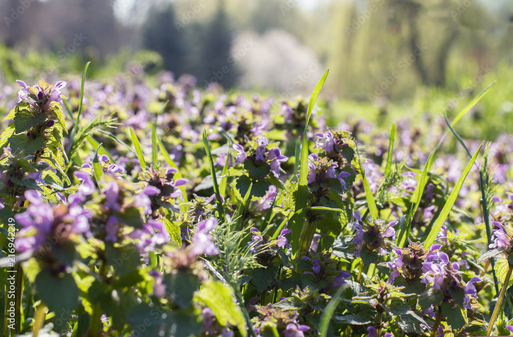 Obraz premium Smelling flower