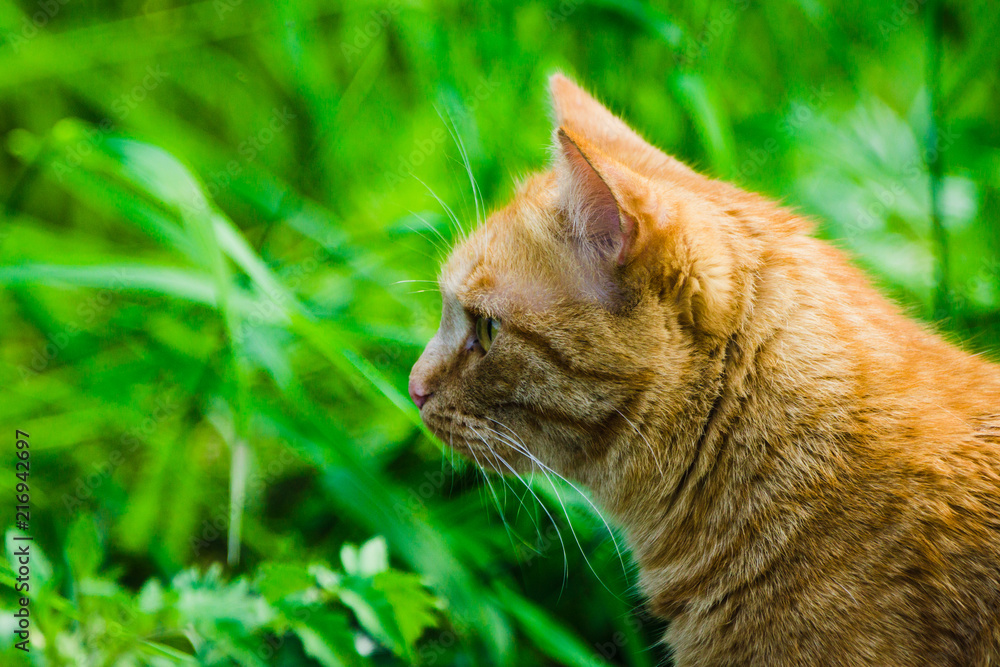 Beautiful orage cat in the field. Selective focus.