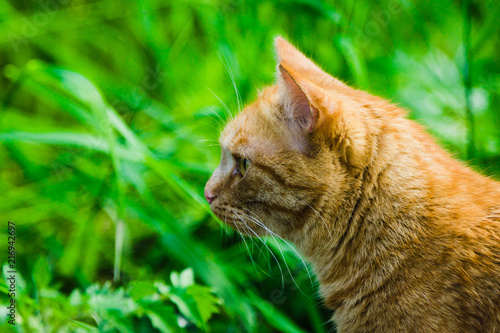 Beautiful orage cat in the field. Selective focus. © maxandrew