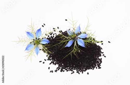 Heilpflanze Schwarzkümmel, Damaszener Schwarzkümmel, Damaszener Kümmel oder Garten-Schwarzkümmel, Jungfer im Grünen, Nigella damascena, sativa photo