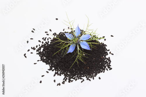 Heilpflanze Schwarzkümmel, Damaszener Schwarzkümmel, Damaszener Kümmel oder Garten-Schwarzkümmel, Jungfer im Grünen, Nigella damascena, sativa