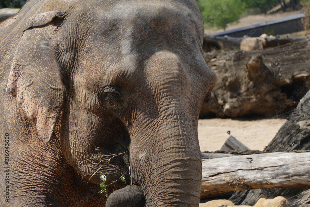 Fototapeta premium indian elephant