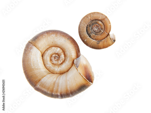 Two shells on white background