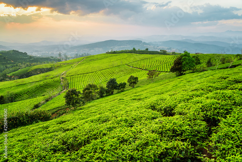 Scenic view of tea plantation. Beautiful summer rural landscape