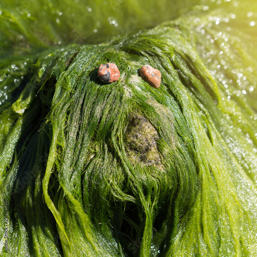 green algae on the stone formed a natural sculpture of the dog's head, the sea or the ocean