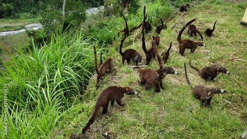 Colony of Cute Coati (Nasua) looking for food in the jungle in Panama