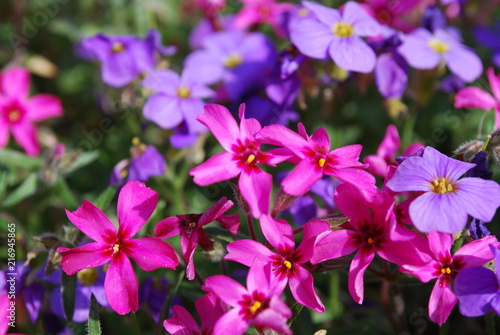pink and purple flowers © Tina
