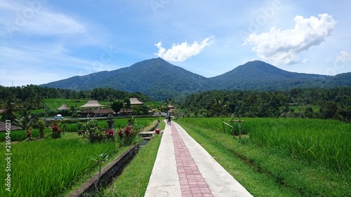 rice fields in bali, indonesia